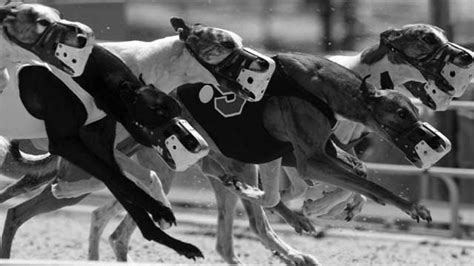 greyhound results uk.